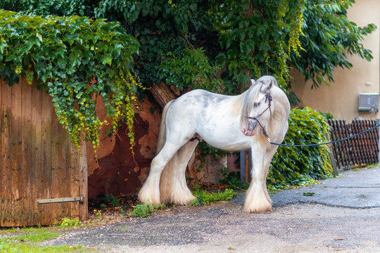 Gypsy white horse in green 