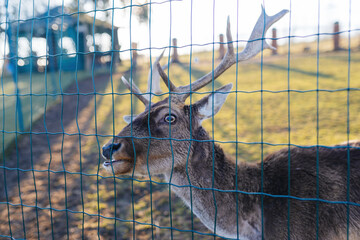 Adult deer with large horns behind a wire fence on a sunny day