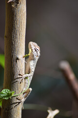 Lizard wildlife animal Close Up Wild Outdoors Animals Photography reptile wallpaper background green plant tree monitor dragon