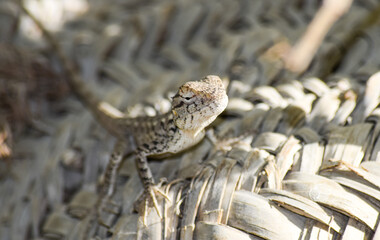 Lizard wildlife animal Close Up Wild Outdoors Animals Photography reptile wallpaper background green plant tree monitor dragon