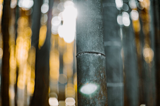 Bamboo trees in close-up
