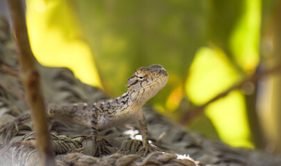 Lizard wildlife animal Close Up Wild Outdoors Animals Photography reptile wallpaper background green plant tree monitor dragon