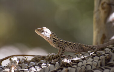 Lizard wildlife animal Close Up Wild Outdoors Animals Photography reptile wallpaper background green plant tree monitor dragon