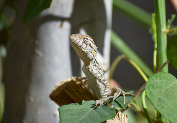 Lizard wildlife animal Close Up Wild Outdoors Animals Photography reptile wallpaper background green plant tree monitor dragon