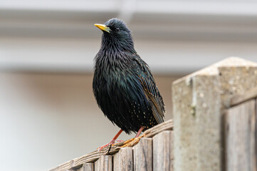 Male adult starling bird perched on a wooden fence