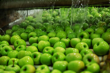 Green apples in focus. Agriculture and production of organic apples. Automated apple washing and sorting machine. Cleaning apples in running water in a modern machine in the production industry