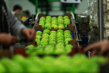 Sorting apples on the production line by production workers. Sorting and packing juicy ripe green apples. Packing natural organic apples in cardboard boxes and preparations for sale