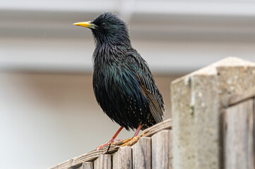 Male adult starling bird perched on a wooden fence