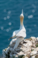 Gannet sea bird, morus bassanus, perched on a rock looking upwards