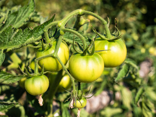 Detail of Large tomatoes growing on the branches of a tomato plant maturing for later consumption in a vegetable garden.