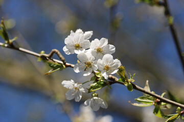 blooming tree