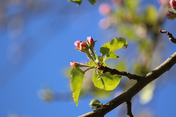 blooming tree