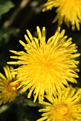 Obraz premium flower