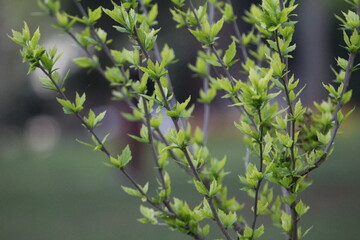 images of flowers and nature in parks in spring