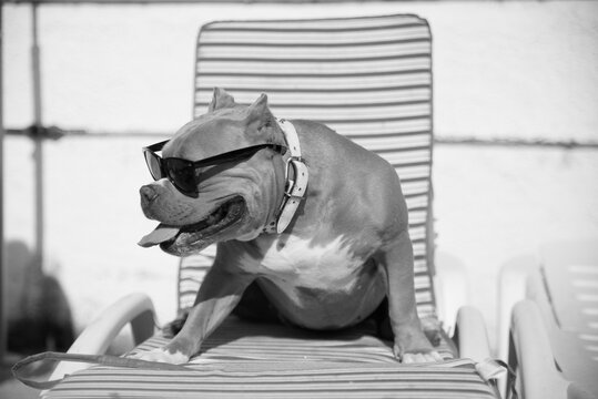 Grayscale photo of American Pitbull terrier puppy wearing sunglasses
