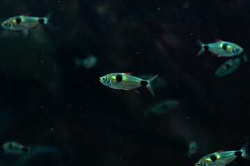fish