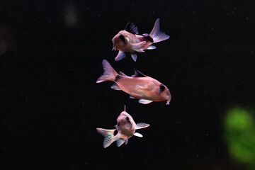 fish