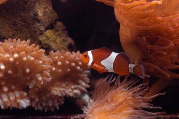 clownfish