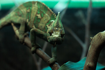 chameleon © sebastianav1994