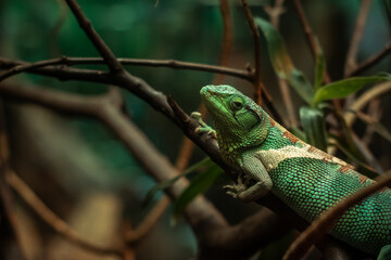 
iguana