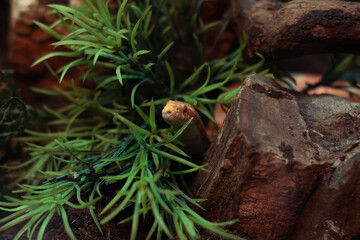 snake