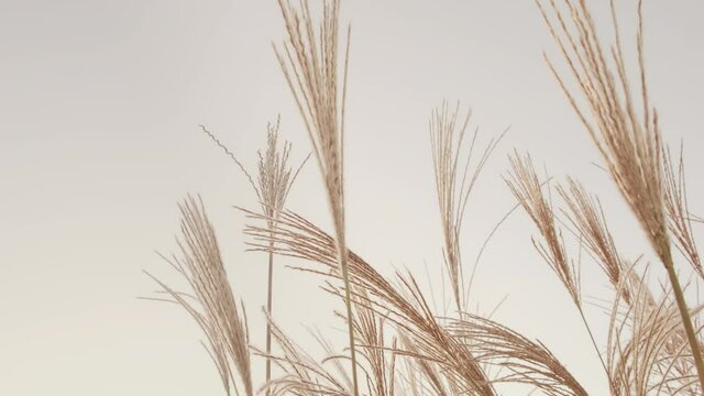 Dry beige reeds sway in the wind. Autumn pampas grass plants background. 