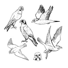 Peregrine falcon. Sketch  illustration.
