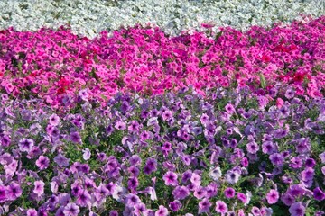 Obraz premium Petunia plant with lilac flowers. Closeup Petunia flowers. Red Petunia flowers in the garden.