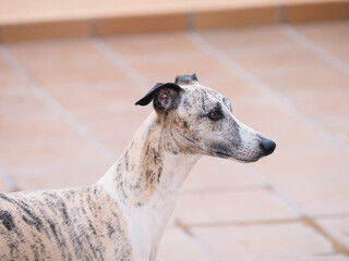 Head profile portrait of whippet brindle purebred dog