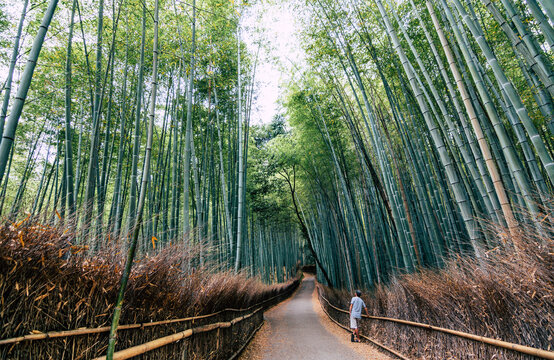 Man standing on pathway between bamboo trees