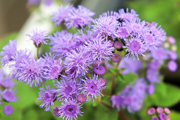 Macro of the pink flowers on a ageratum plant