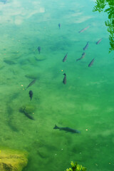 Carp fish in the clear clear water of a blue lake with a reflecting sky.