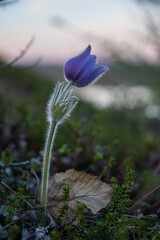 Lonely spring blue flower