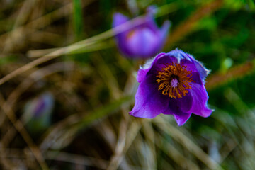 Blue spring flowers 5