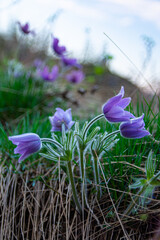 Blue spring flowers 4