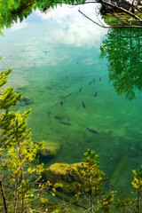 Carp fish in the clear clear water of a blue lake with a reflecting sky.