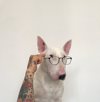 Man with tattooed hand holding glasses to Doggo Argentino dog