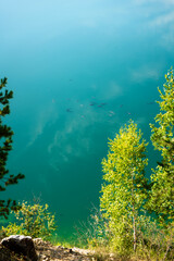 Fototapeta na wymiar Carp fish in the clear clear water of a blue lake with a reflecting sky.