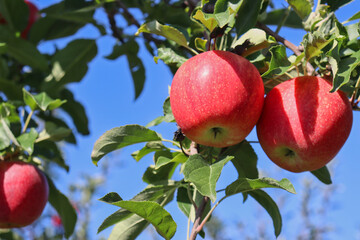 Close-up of three gala apples on tree in apple orchard ripe for picking.