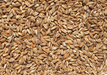 emmer wheat cereals food