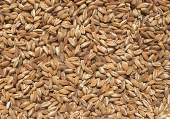 Foto op Plexiglas emmer wheat cereals food © Claudio Divizia