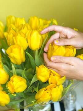 Person touching a bouquet of yellow tulips