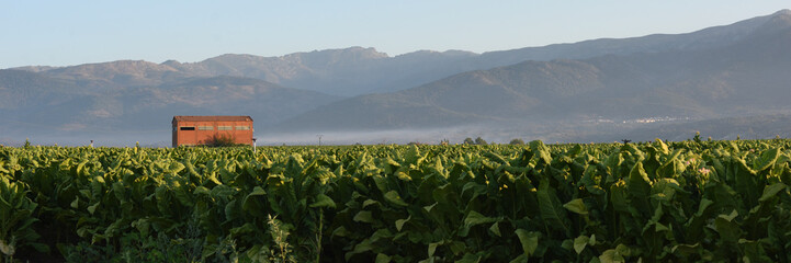 Banner of panonamic view of tobacco cultivation in the Sierra de Gredos