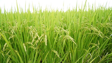 収穫間際の稲穂が垂れる水田の秋の昼間の風景