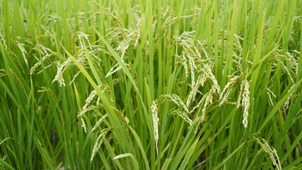 Fototapeta na wymiar 収穫を間近に控えた稲