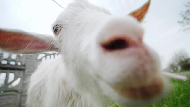 Close wide shoot of a white goat face chewing a stick on a green village grass. Funny young domestic animal on a farm in rural scene