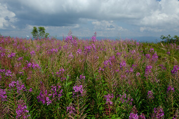 field of lavender