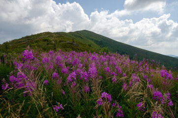 lavender field and sky