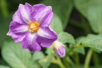 Landscape close up of a potato flower