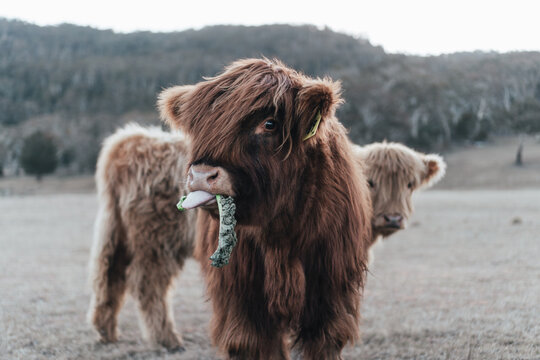 Two brown yak near mountain